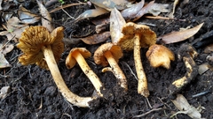 Inocybe cinnamomea