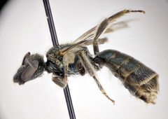 Lasioglossum lissonotus