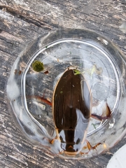 Dytiscus dimidiatus