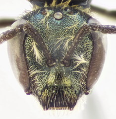 Lasioglossum lissonotus