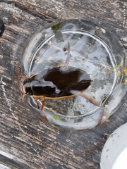 Dytiscus dimidiatus