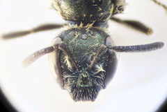 Lasioglossum lissonotus