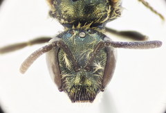 Lasioglossum lissonotus