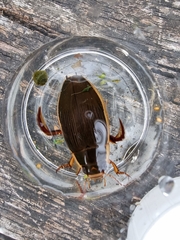 Dytiscus dimidiatus