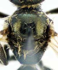 Lasioglossum lissonotus