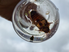 Dytiscus dimidiatus