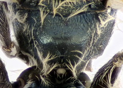 Lasioglossum lissonotus