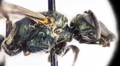 Lasioglossum lissonotus