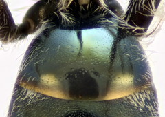 Lasioglossum lissonotus