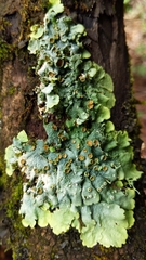Lobariella