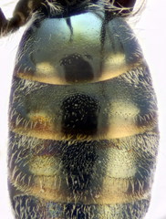 Lasioglossum lissonotus