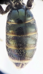 Lasioglossum lissonotus