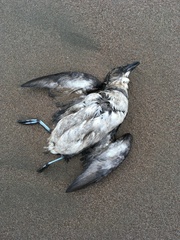 Pelecanoides garnotii