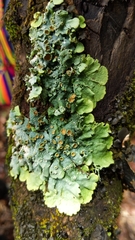 Lobariella
