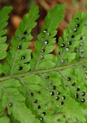 Dryopteris pentheri