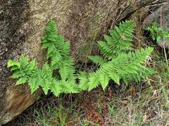Dryopteris pentheri