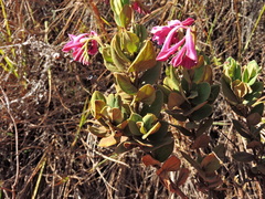 Spigelia sellowiana
