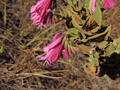 Spigelia sellowiana