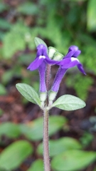 Scutellaria dumetorum