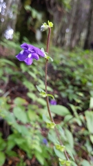 Scutellaria dumetorum