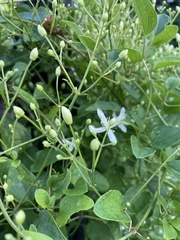 Clematis flammula