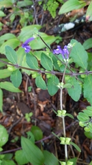 Scutellaria dumetorum