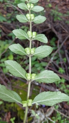 Scutellaria dumetorum