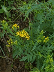 Senecio eremophilus