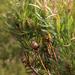 Leucadendron eucalyptifolium - Photo (c) Tony Rebelo,  זכויות יוצרים חלקיות (CC BY-SA), הועלה על ידי Tony Rebelo