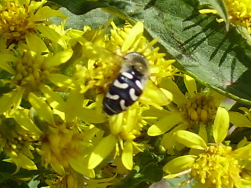 pestrica hrušková (Scaeva pyrastri)