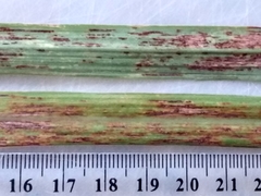 Puccinia nakanishikii