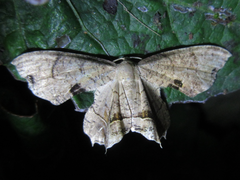 Dysaethria moza