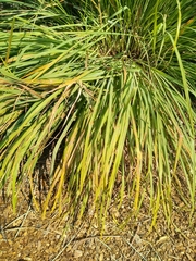 Puccinia nakanishikii