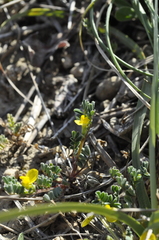 Hippocrepis unisiliquosa