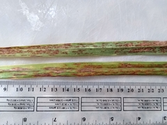 Puccinia nakanishikii