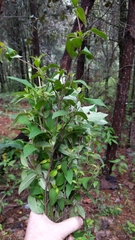 Clinopodium macrostemum