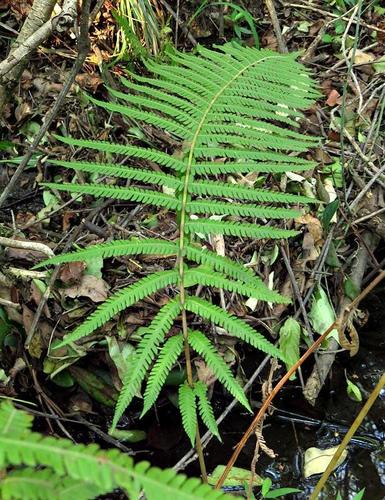 Christella gueintziana image