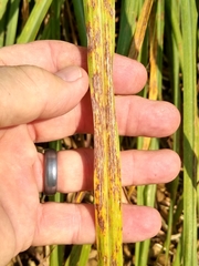 Puccinia nakanishikii