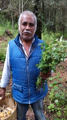 Clinopodium macrostemum