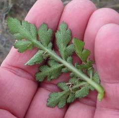 Lichtensteinia interrupta