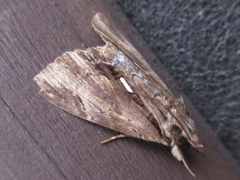 Ercheia niveostrigata
