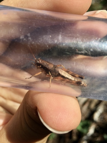 Forest Locust photo 5