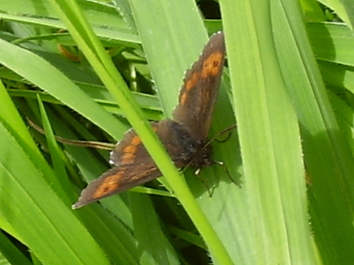 očkáň červenopásy (Erebia euryale)