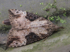 Hypena tristalis