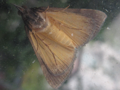 Athetis stellata