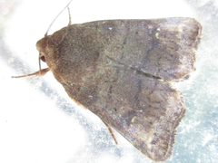 Athetis stellata