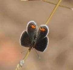 Freyeria trochylus