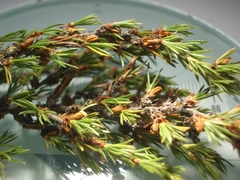 Cliffortia tuberculata