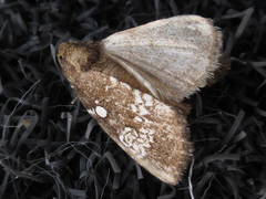 Dysmilichia gemella