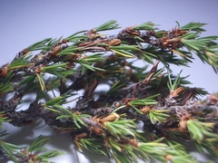 Cliffortia tuberculata